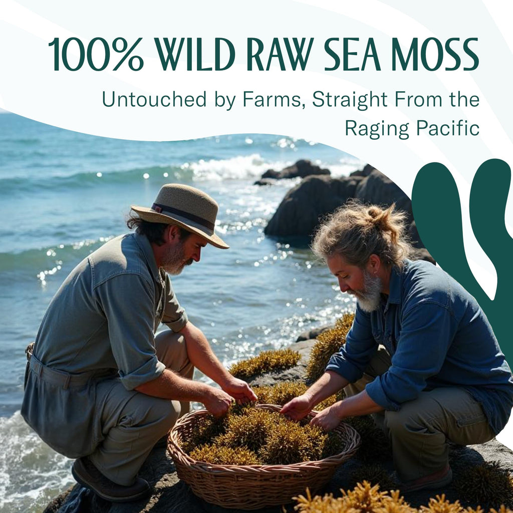 Sea Moss Raw – Wildcrafted Irish Sea Moss for Digestion and Gut Health – Makes 100oz of Gel – Sundried 8oz
