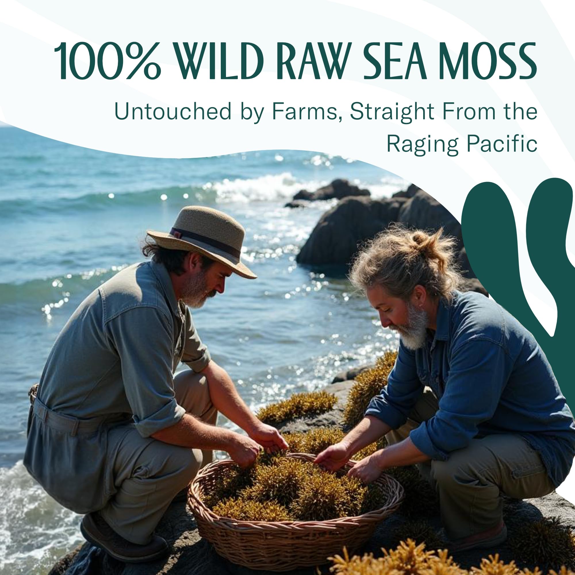 Sea Moss Raw – Wildcrafted Irish Sea Moss for Digestion and Gut Health – Makes 100oz of Gel – Sundried 8oz