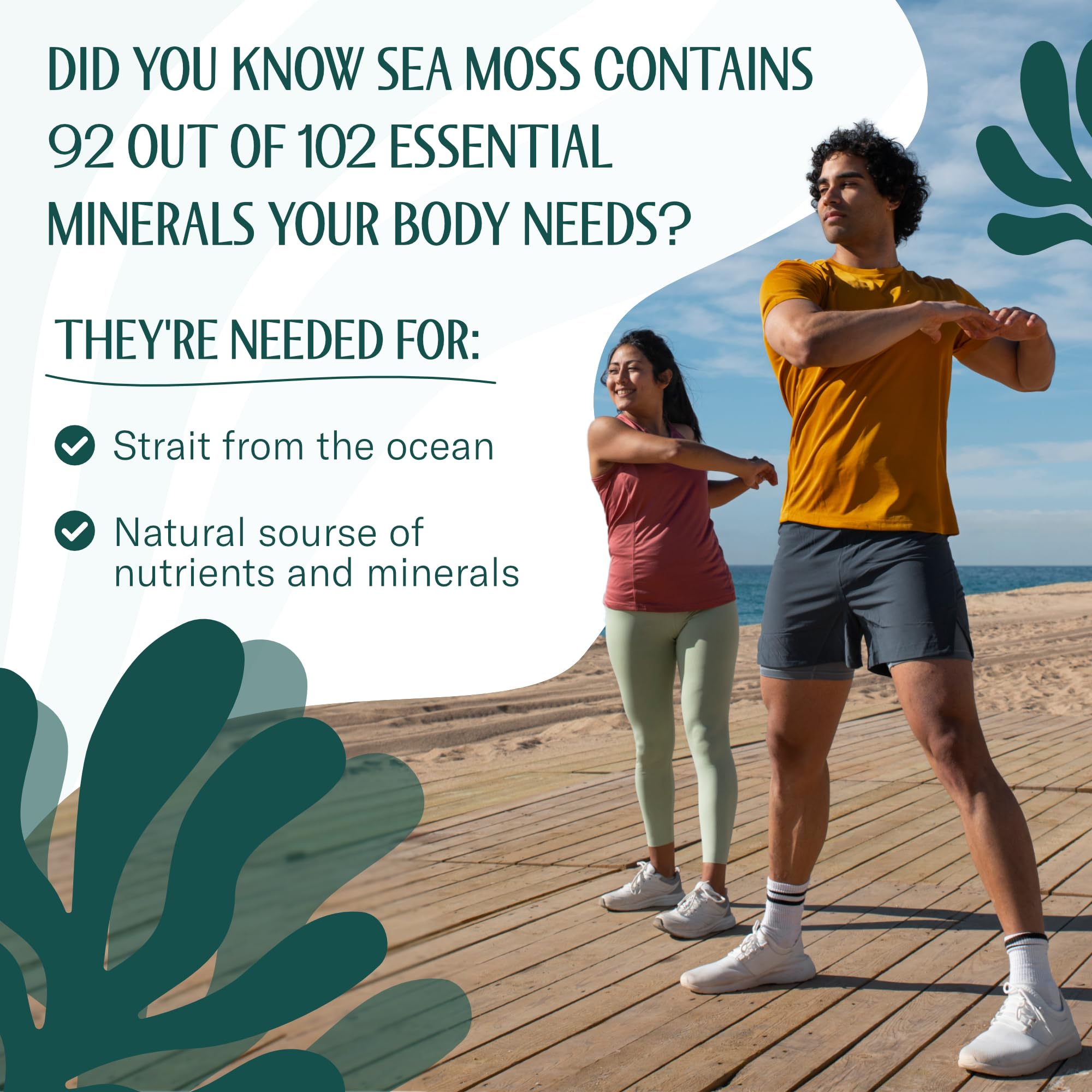 Sea Moss Raw – Wildcrafted Irish Sea Moss for Digestion and Gut Health – Makes 100oz of Gel – Sundried 8oz